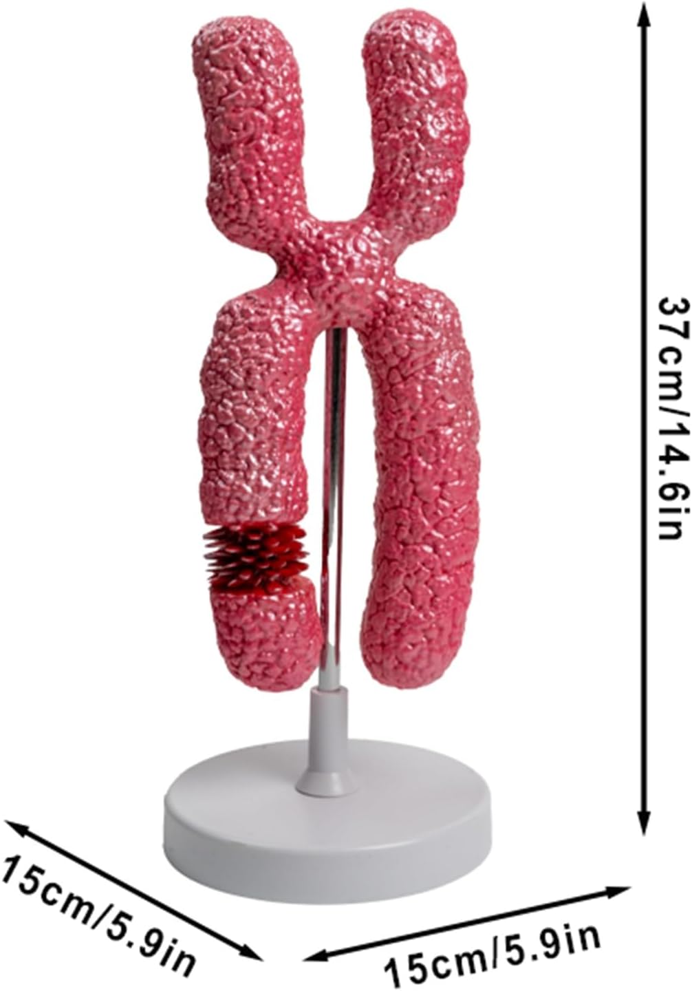 Multifunctional X Chromosome Model - 10000x Enlargement for Biology Teaching, Lab Collectible & Science Exhibition, Durable PVC Meiosis Cell Anatomy Tool