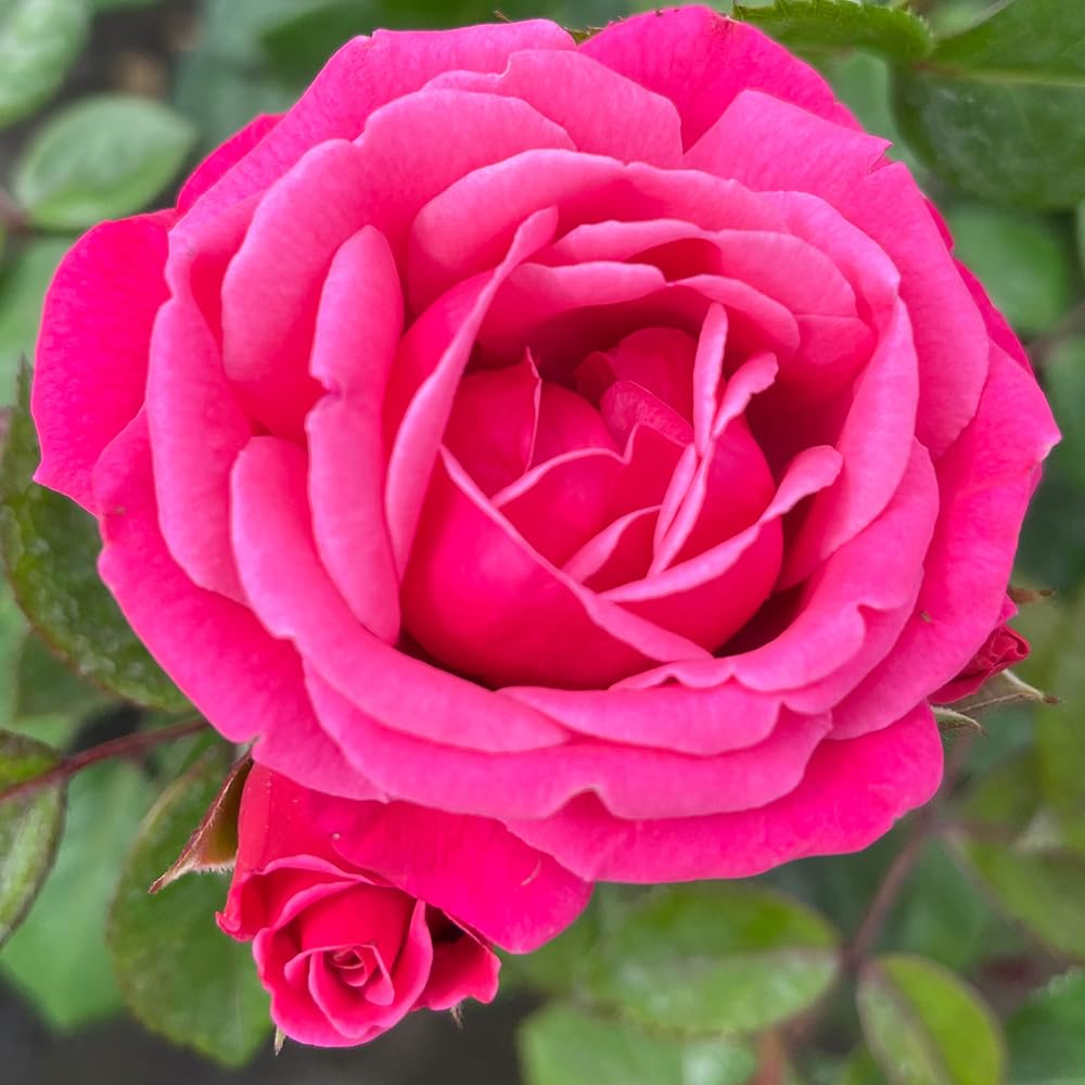YouGarden Climbing Rose 'Pink Perpetue' 4 Litre Pot