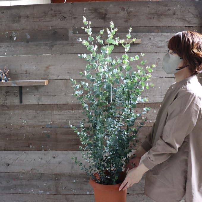 大きめ♪ユーカリグニー モダン鉢植え 大苗 シンボルツリー 大きめ♪ユーカリグニー モダン鉢植え 大苗 シンボルツリー