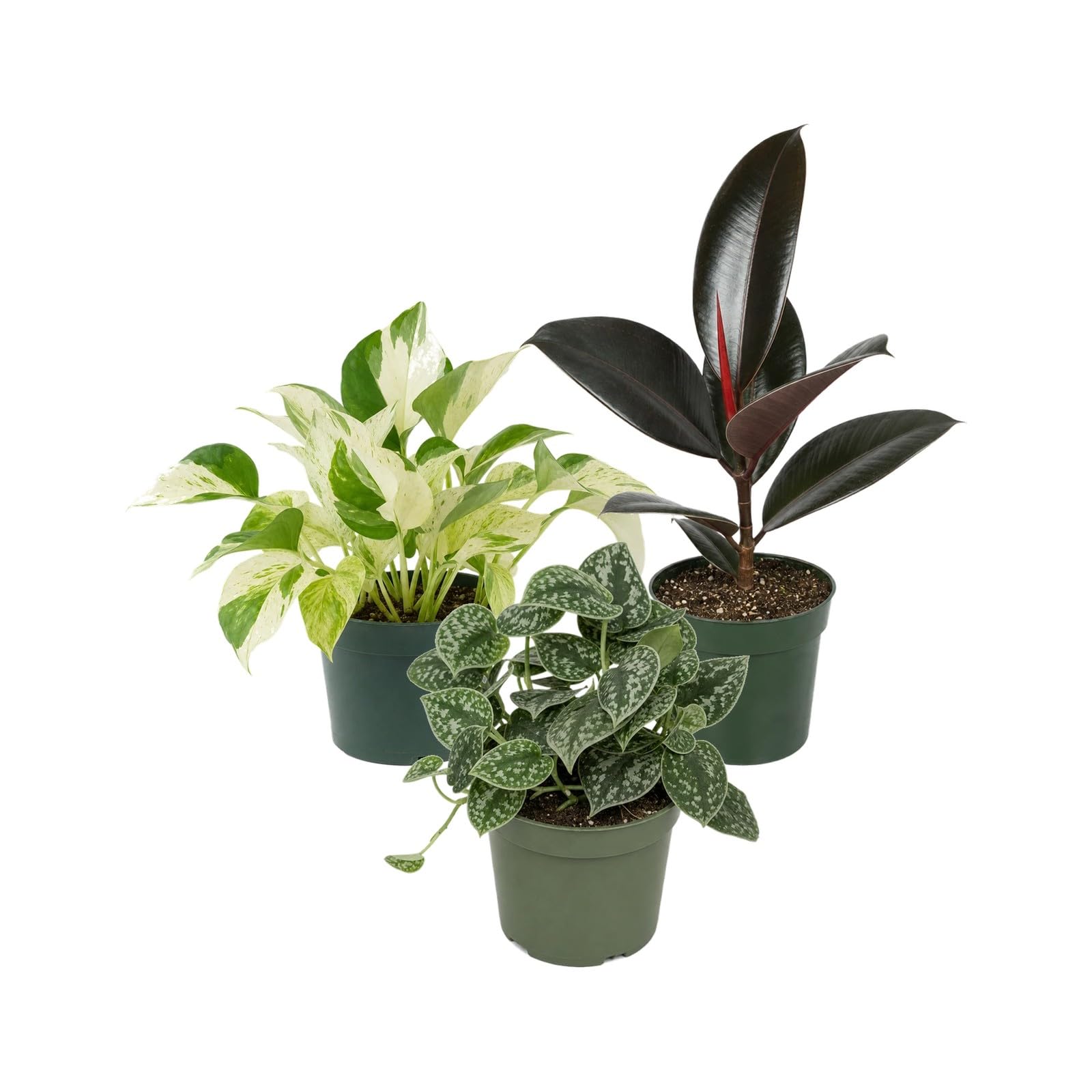 Pack 3 Plantas de Interior para Recepción y Bienvenida DECOALIVE