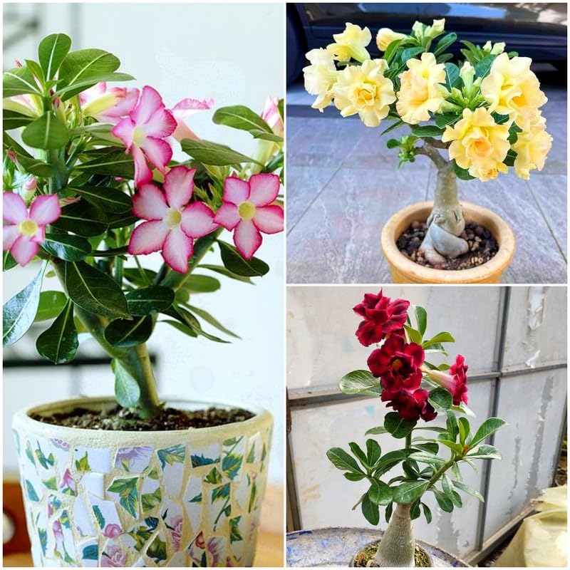 Real indoor plants for home decor,Flower Live Plant Adenium Plants for Garden Indoor 3 Live bonsai plant