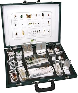 Insect Collection Set 1, Plastomount Mounted