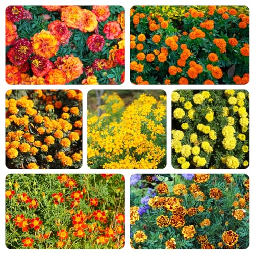 Semillas de tagetes (semillas de caléndula) - semillas de caléndula, jardín de flores, plantas resistentes al aire libre Decoración de jardín, muy amigable con las abejas y los 1000pcs