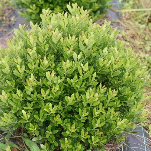 Ilex glabra 'Strongbox' Evergreen - Thumbnail 3