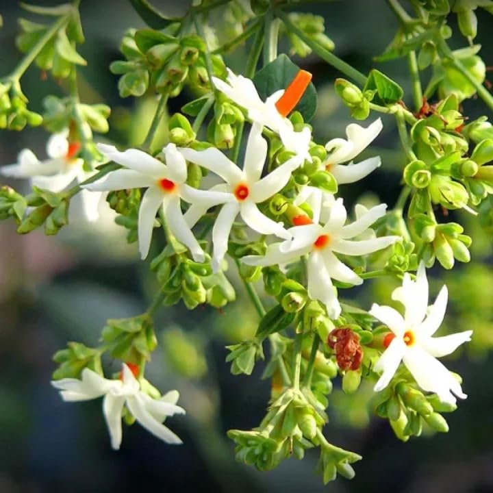 Image of Live Parijaat Harsingar Plant with Pot | Night Flowering Shiuli Tree | Indoor Outdoor Flowering Plant for Home Garden & Balcony