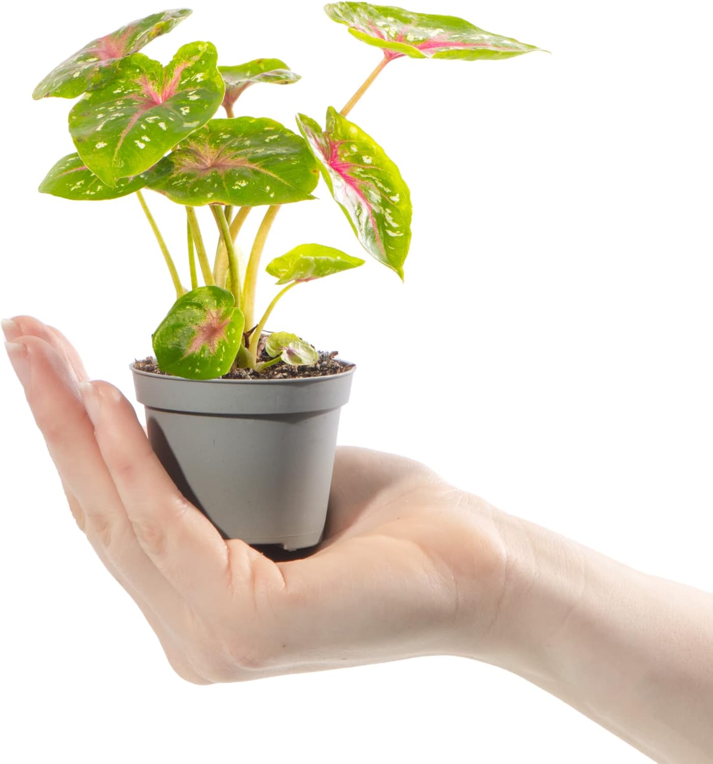 Baby Elephant Ear Plant Caladium Casey Small Indoor Houseplant in 6cm