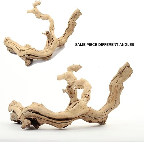 Miniatura 4 de Rama de vid de uva Koyal, 12 pulgadas