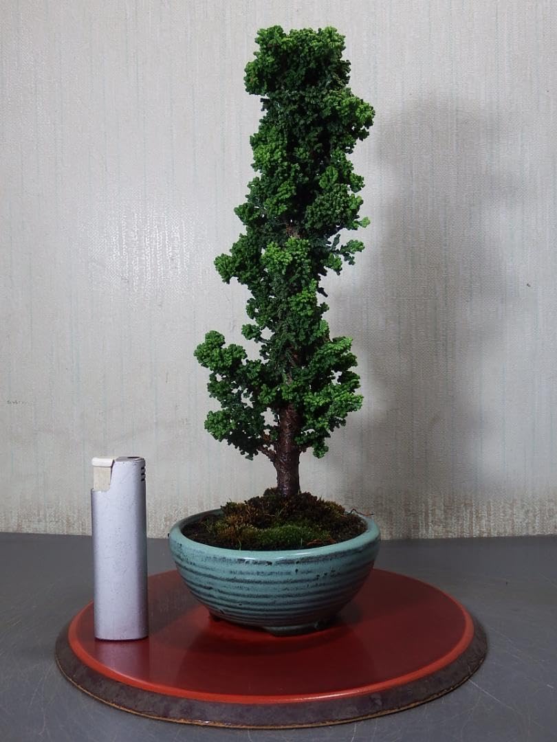 盆栽 石化ヒノキ（11－7） 石化桧 雅 可愛い葉の雅。 もう名樹の