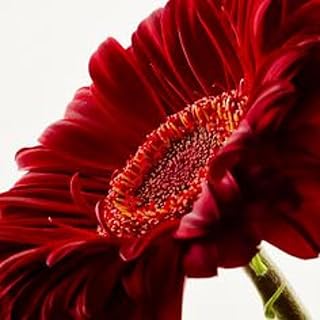 50 Seeds Adgr) Revolution Deep Red Gerbera Daisy Seed Marvelous Flower Faces Seeds Easy to Seasons, Meaningful Gift.