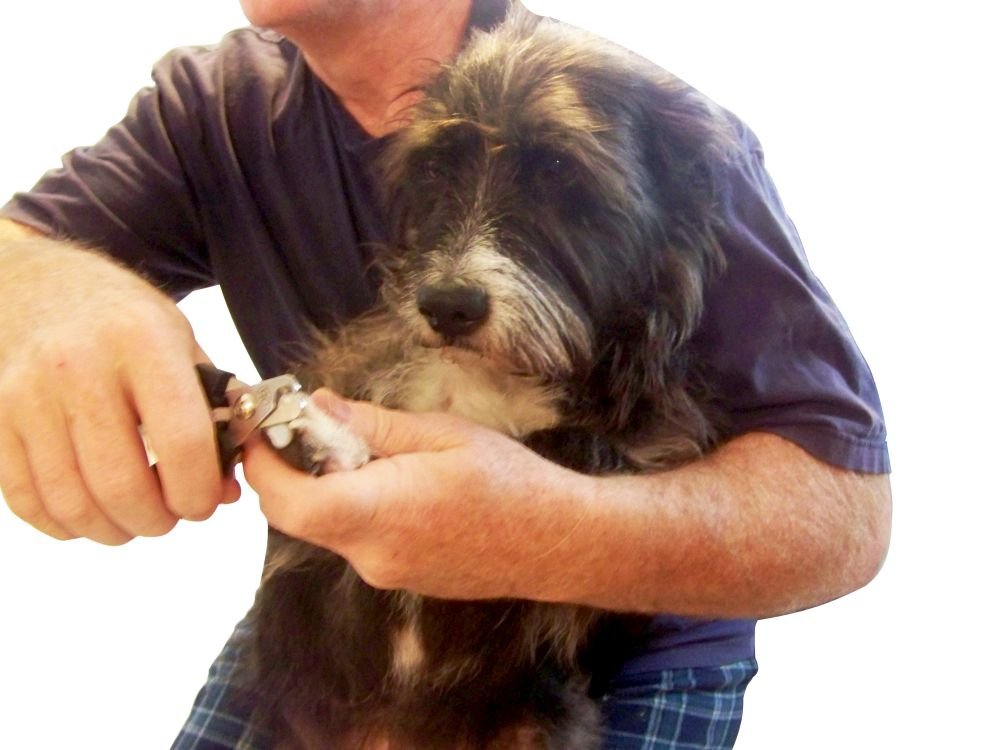 Cortaúñas para perros: diseñado para ser las mejores herramientas profesionales de aseo de mascotas de acero inoxidable con una garantía incondicional de por vida, cortadora de diseño único para