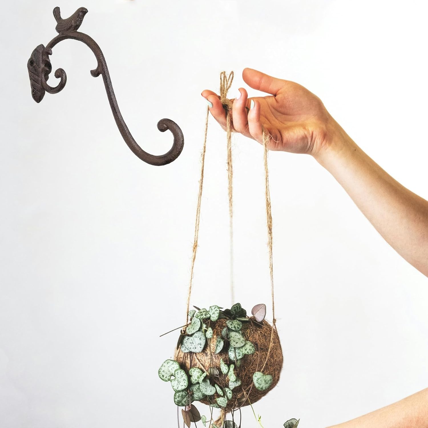 Z metnal Cast Iron Plant Hanger - Bird Rustic Wall Mounted Hanging Basket Holder for Outdoor Garden, Patio, Porch Decor - Heavy Duty Metal Hook Bracket, Black