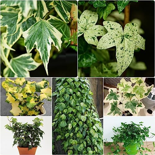 Generic 100 Piezas Semillas De Hiedra Perenne, Enredaderas De Hiedra, Enredaderas De Hiedra Pared Verde, Plantas Deco Vid (Hedera Nepalensis) Plantas De Jardín, Plantas Decorativas