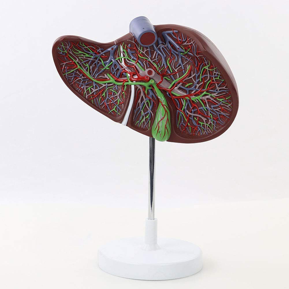 Buy Human Anatomical Model 2 Times Magnification Liver Anatomical Model