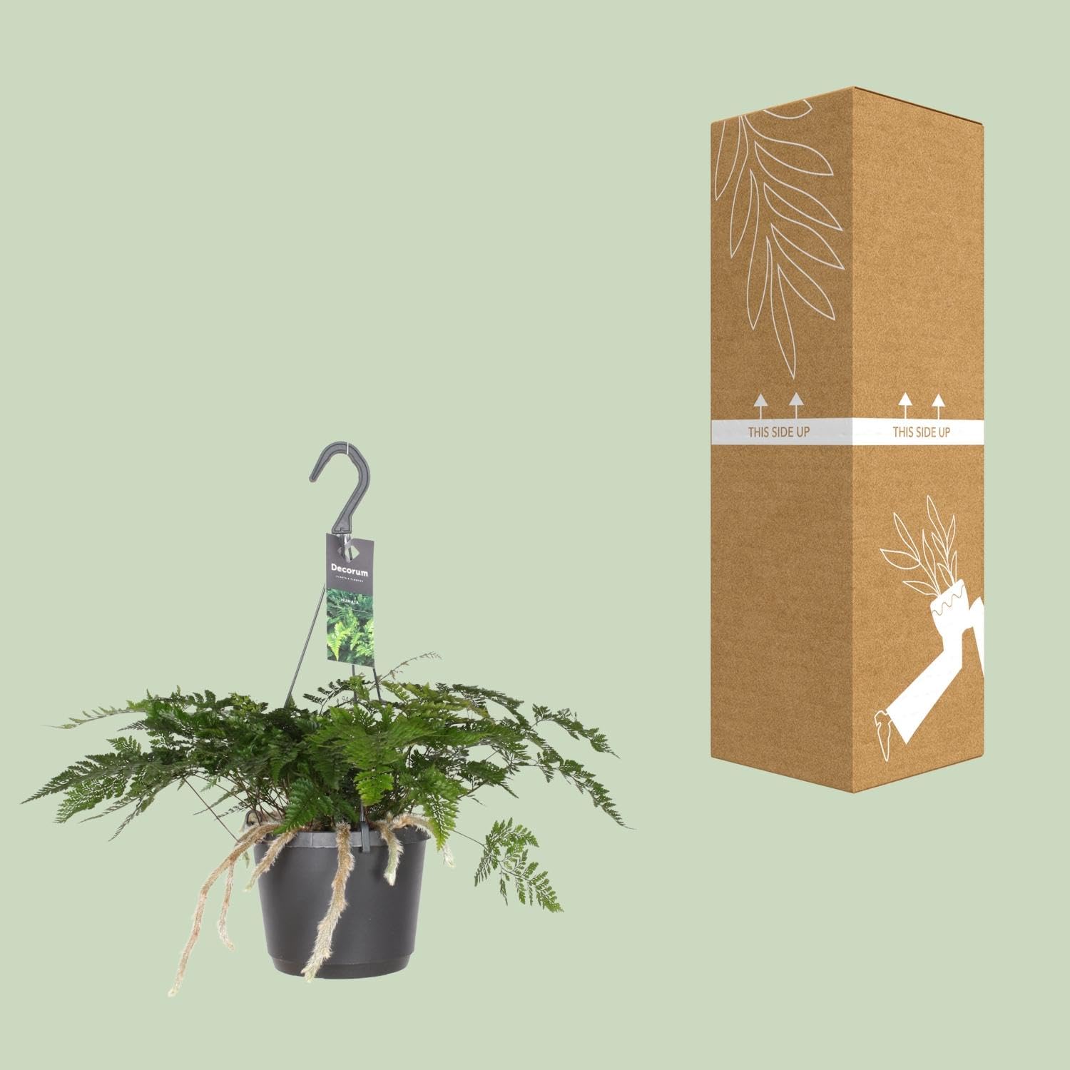 Felce Davallia con Rizomi, Pianta da Interno, Verde, Vaso Ø17cm H30cm