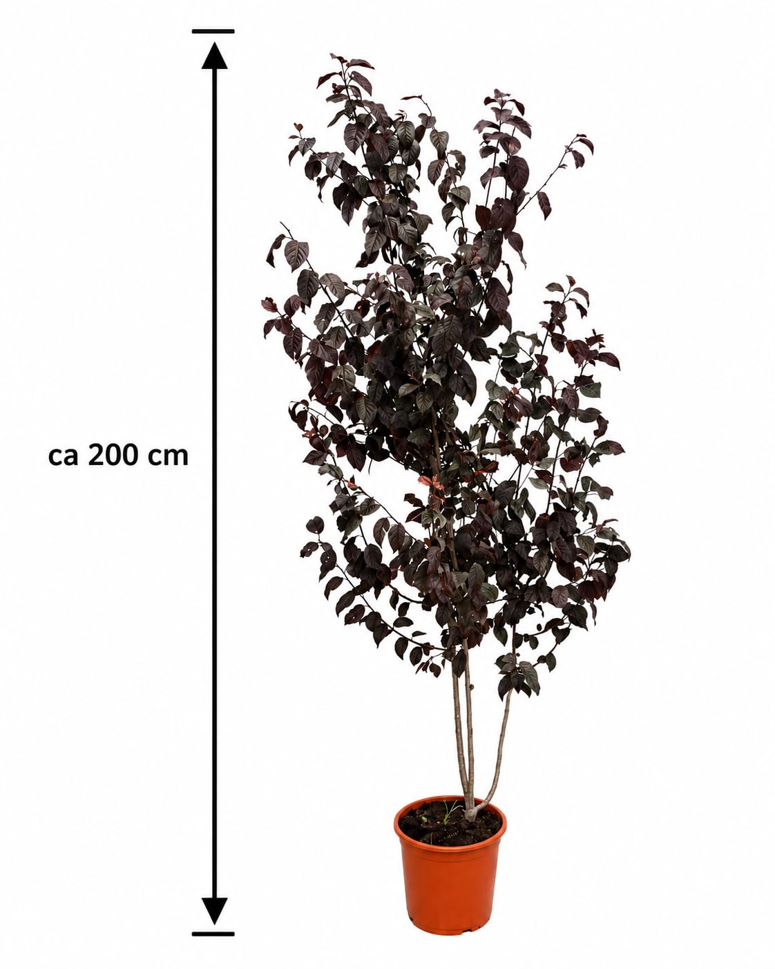 Blutpflaume Prunus cerasifera 'Pissardii' ca. 200 cm – Rotlaubiger Zierbaum, Zierpflaume mit rosa Blüte, winterhart, bienenfreundlich, Solitärbaum für Garten, Vorgarten & Allee