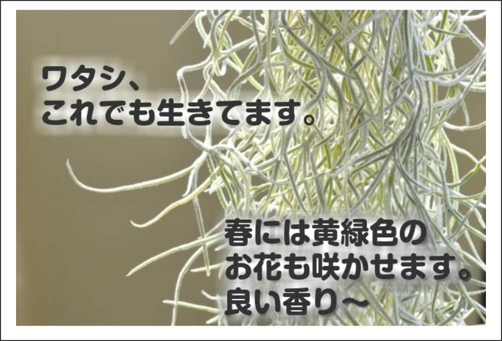 Amazon Co Jp エアープランツチランジア ウスネオイデス 4セット インテリア観葉植物 壁掛け ホーム キッチン Amazon Co Jp エアープランツチランジア ウスネオイデス 4セット インテリア観葉植物 壁掛け ホーム キッチン