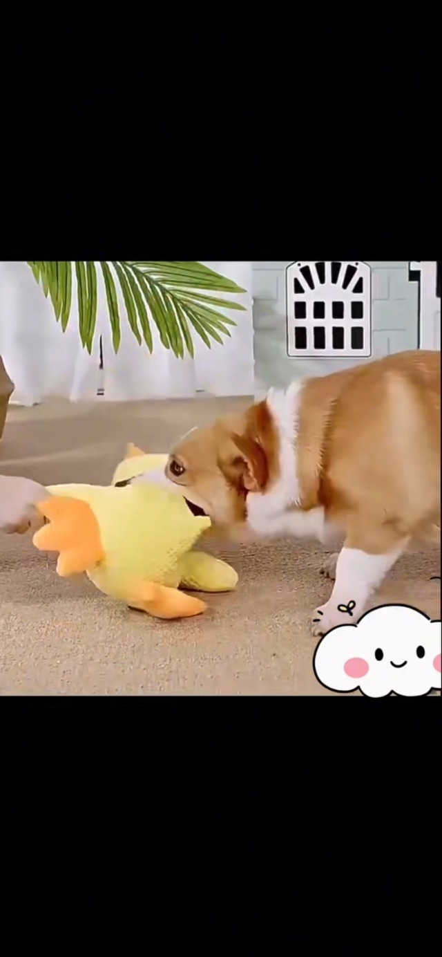 Amazon | SYMHOBBY 犬のおもちゃ 黄色いアヒルです24cm 犬 ぬいぐるみ
