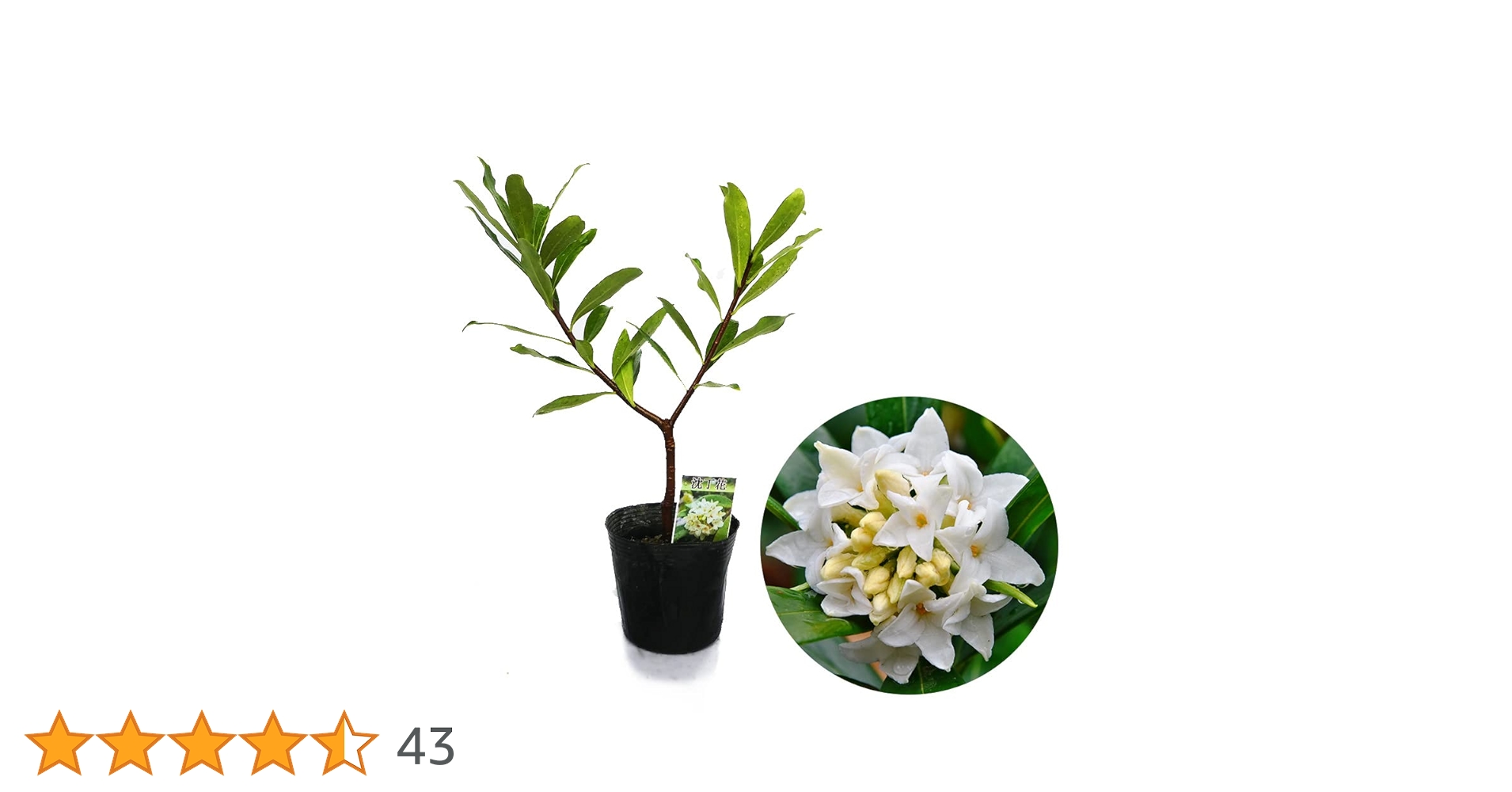 Amazon.co.jp: 【花終わり】ジンチョウゲ 苗 苗木 沈丁花『 白花