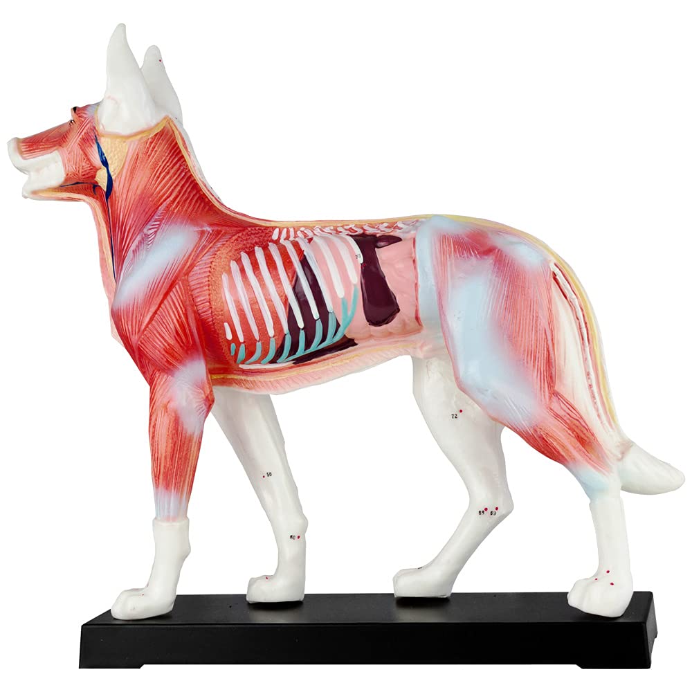 Acupuncture Anatomie Figure TCM Modèle Acupuncture Modèle Sélection Animal Chien Boeuf Cochon Cheval Chat Muscle Modèle, Modèle Animal:Chien