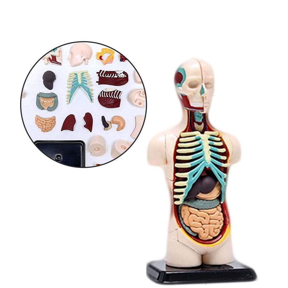 Buy Educational Model Anatomy Model Human Body Internal Organs