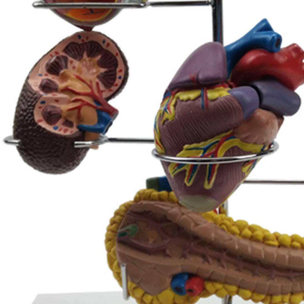 Cukrzyca Dla Lekarzy Biuro Narzędzie Edukacyjne Anatomia Człowieka Zestaw Modeli Cukrzycy 8-Częściowy Zawiera Stojak Do Wyświetlania - Podręcznik Medyczny