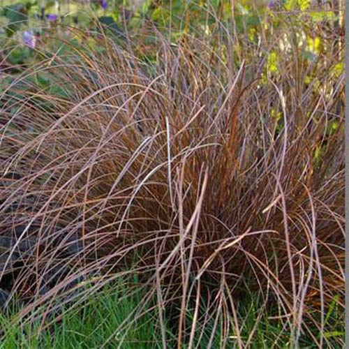 Outsidepride Perennial Carex Flagellifera Bronze Ornamental Grass Seed For Mass Plantings Or Containers - 200 Seeds #TOP1