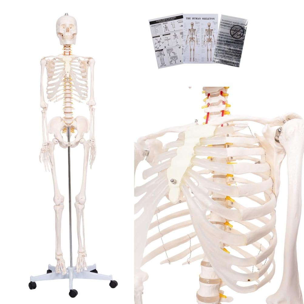 Modelo de esqueleto humano de tamaño natural de 70,8 pulgadas con nervioso y arteria carótida, esqueleto de anatomía posible en soporte rodante, 1 Uds.