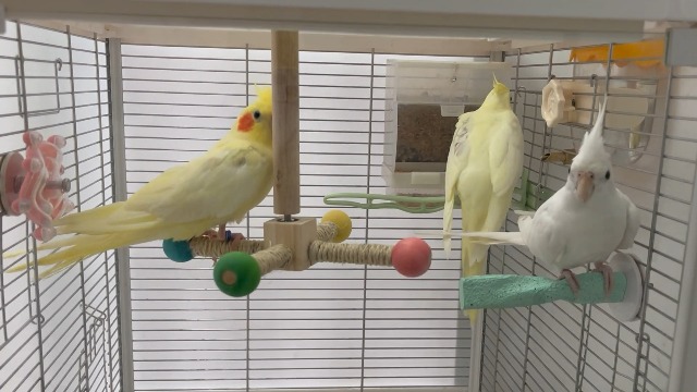 Bird Stand Perch Toy, Interactive Spinning Parakeet Toys, Wooden Exercise Wheel Parrot Toy, Enrichment Cockatiel Toy for Birds Cage, Bird Cage Accessories Perch Toys for Budgies (S) - image 7