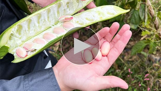 【無添加】なた豆茶2kg【鳥取県産】123 無添加】なた豆茶2kg【鳥取県産】123