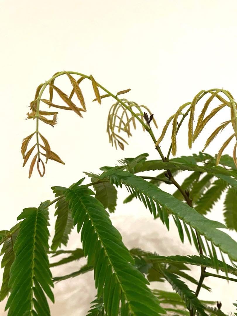 エバーフレッシュ 太木 葉たくさん バランス良い 高さ110cm 観葉植物 エバーフレッシュ 太木 葉たくさん バランス良い 高さ110cm 観葉植物