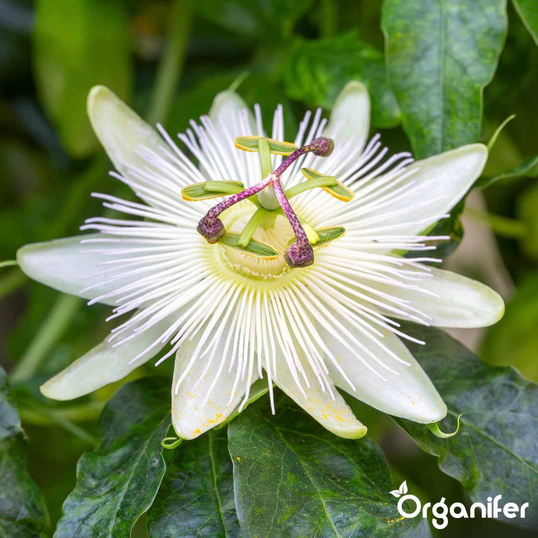 Passion Flower Nawóz Uniwersalny - 10L - NPK 2-1-8