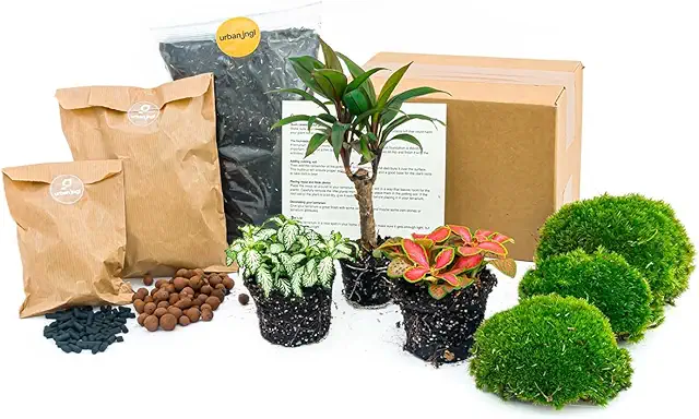 Kit Terrarium DIY Coffea Arabica - Paquet Recharge et Démarrage