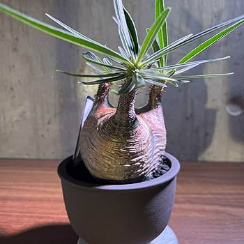 Amazon.co.jp: パキポディウム グラキリス 短枝 手乗り 発根済み 鉢