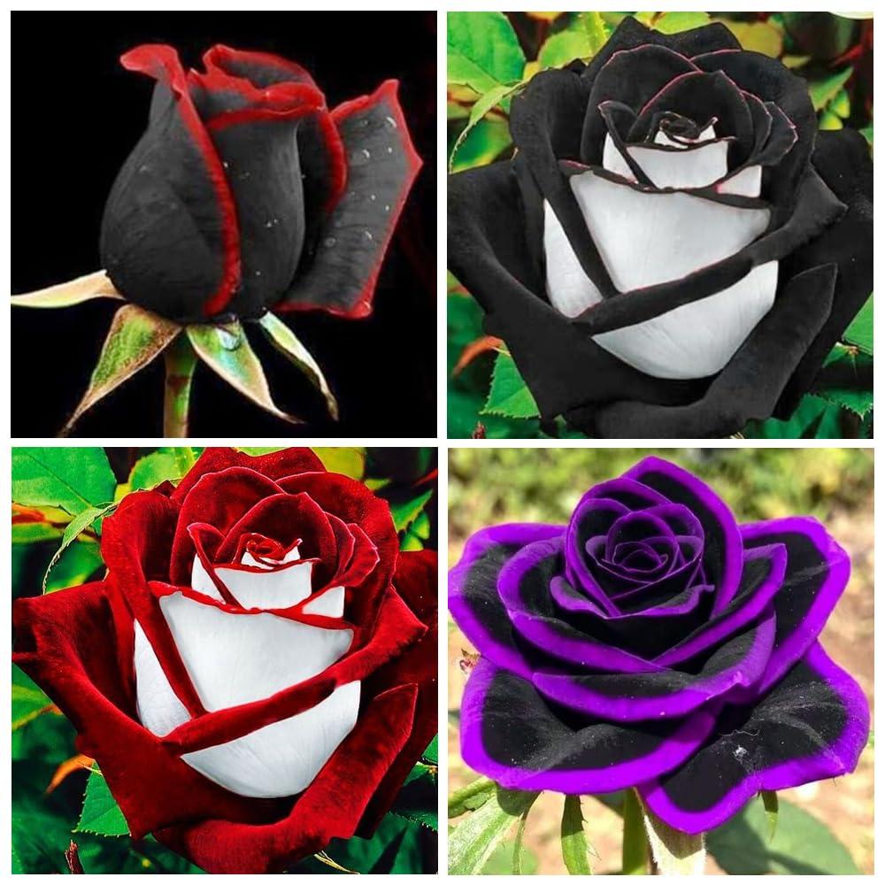 300+ Perennial Mixed Rose Flower Seeds for Planting Outdoor-Fragrant Non GMO Heirloom Garden Home Great Gardening Gifts