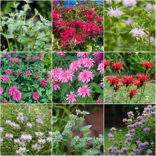 semillas melisa de verano silvestres de perennes resistentes decoración inusual jardín 200pcs