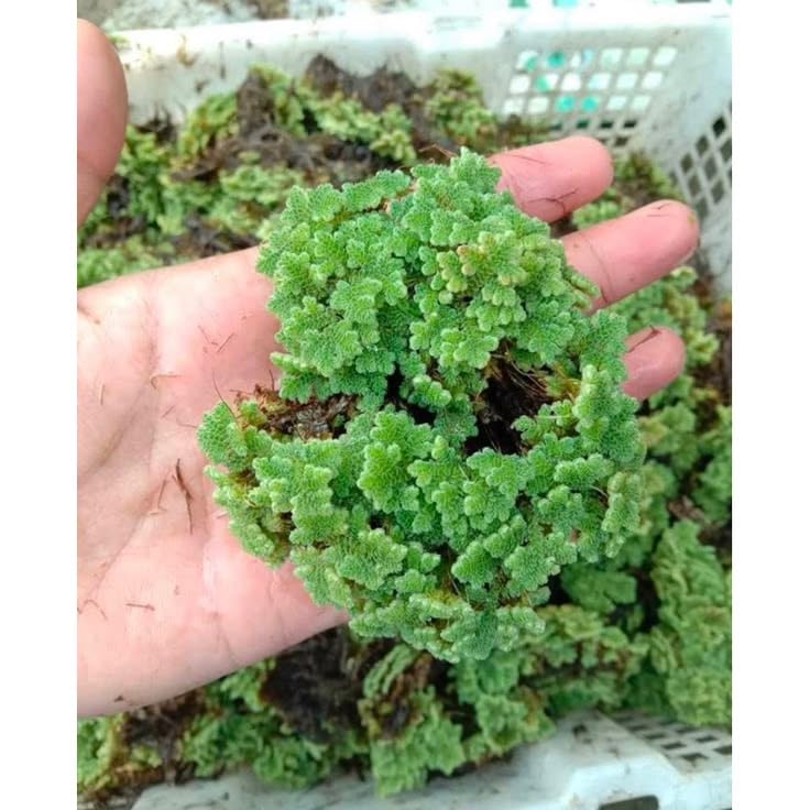 Freshwater Fern Seeds Premium Aquarium Surface Cover for Fish Fry Shelter Pond Ecosystems and Natural Farming Benefits (1300 Healthy Plant Seeds In Packet)-image-33
