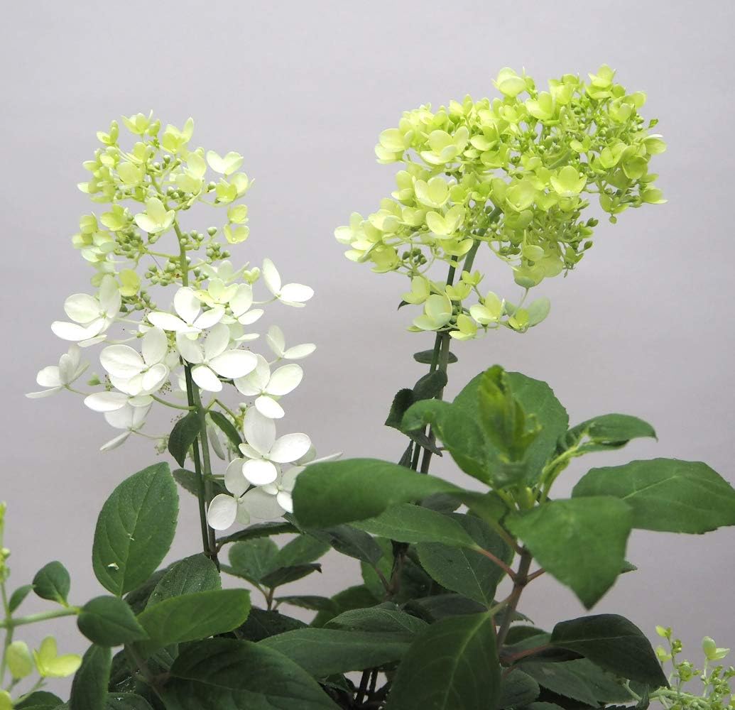 Amazon 花想久里 はなおくり 紫陽花 あじさい 白 5寸 生 早い父の日 水無月 ミナヅキ という品種 優しい雰囲気 の ハイドランジア ピラミッドアジサイ ノリウツギ とも言われます フラワーギフト 誕生日 その他の お祝い事 にも アジサイ の 鉢花 可憐な 姿が魅力