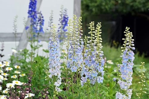 Miniatura 3 de Larkspur Rocket - Semillas de flores azul claro, más de 250 semillas por paquete, semillas de jardín de Isla (semillas de jardín de Isla), semillas