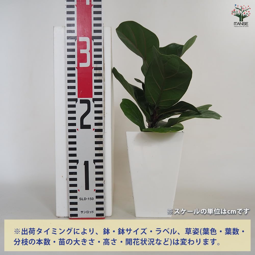 観葉植物 フィカス リラータ カシワバゴム 200cm Amazon｜ITANSE カシワバゴム (フィカス リラータ) 4号 1個売り