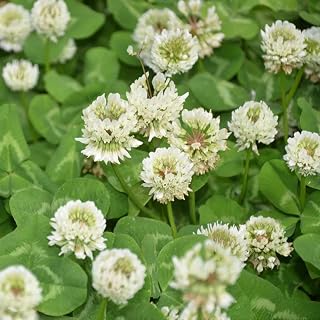 White Shamrock Plants Seeds100+ Organic Medicago,Trifolium,Triangular Lucky Grass Clover Oxalis Flower Plants Easy to Grow Bulbs Seeds for Planting Garden Bonsai Office Home