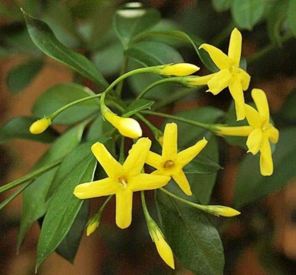 Peeli Chameli (Yellow Jasmine) Climbing Vine Plant | Fragrant Yellow Flower Creeper | Fast Growing Plant for Balcony, Garden, Fence & Outdoor Decor | All season Flowering Creeper (Pack of 1)-image-40