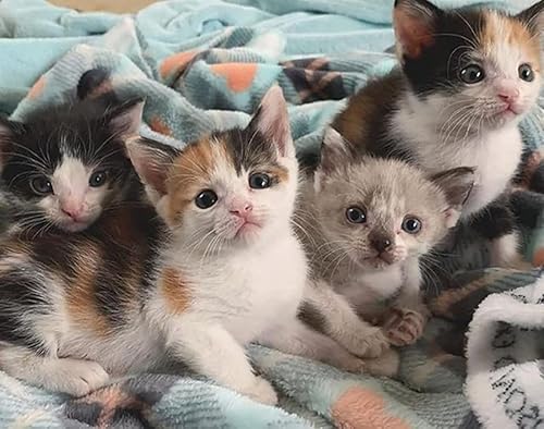 Miniatura 8 de PRO-FERRIC 100 CC Tónico Líquido Mejor Mascotas Booster de Sangre Hierro Perro y Gato Multi Vitaminas Suplemento para Inmunidad Animal Energía y