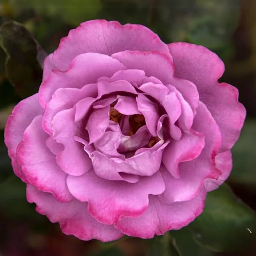 完売‼️ ALL ROSES LIVING PROOF Dash  完売‼️ ALL ROSES LIVING PROOF Dash Snow Amazon.co.jp: 完売