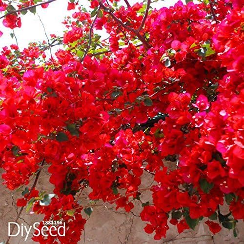 Loss Promotion!100 PCS/Bag Red Bougainvillea Spectabilis Seeds Perennial Bonsai Plant Seeds Bougainvillea Flower Seeds,#KK3MIH