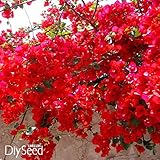 Loss Promotion!100 PCS/Bag Red Bougainvillea Spectabilis Seeds Perennial Bonsai Plant Seeds Bougainvillea Flower Seeds,#KK3MIH
