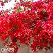 Loss Promotion!100 PCS / bag Red Bougainvillea Spectabilis Seeds Perennial Bonsai Plant Seeds Bougainvillea Flower Seeds,#KK3MIH
