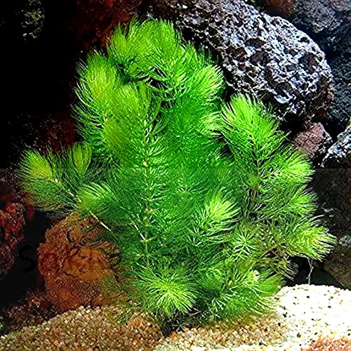 Aquatic Discounts Hornwort - Young, Healthy, Super Easy Live Aquarium Plant thumb #2
