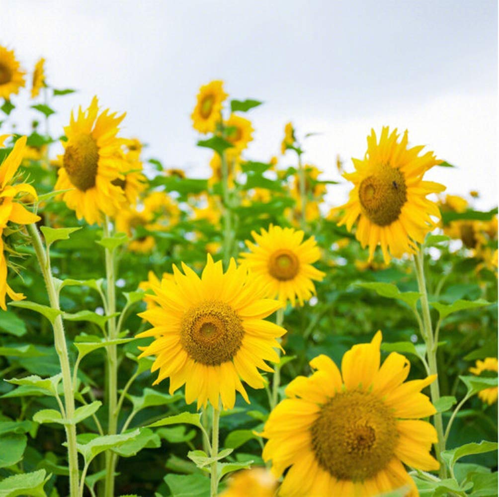 50pcs Sunflower Seeds Beautiful Generous Sunflower Grow Your Own Heirloom Herbal Flowers Growing Up Very Fast Suitable for Beginners