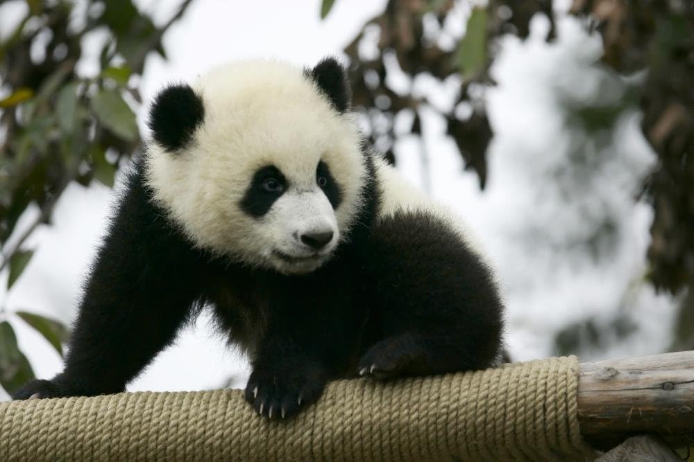 Wallmonkeys WM265651 Giant Panda Peel and Stick Wall Decals, 72" W x 48" H-Colossal