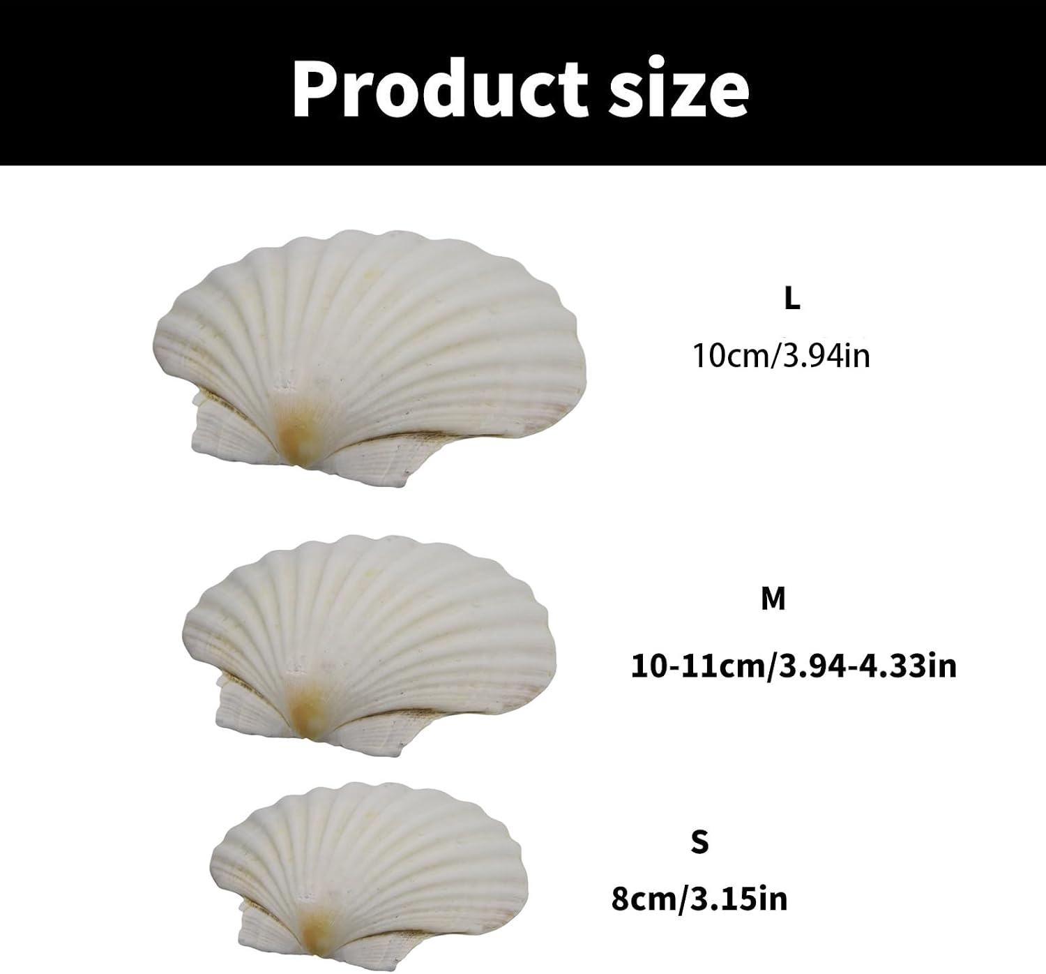 Large White Scallops Shells for Painting Artistic Craft Enthusiasts White Scallops Shells Weddings Decors Large for Painting